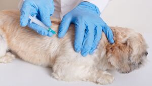 Dia Nacional dos Animais reforça a importância de uma tutoria responsável.
