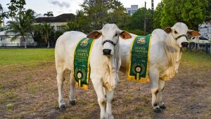 81ª edição da Exposição Nordestina de Animais e Produtos Derivados deve movimentar R$ 40 milhões 