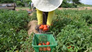 Agricultura familiar: Ministério lança programas de fomento em Mato Grosso