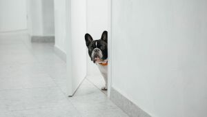 “O lugar mais seguro para seu pet é em casa”, diz veterinária sobre presença dos animais no Carnaval.