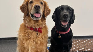 Pesquisa indica que cães podem detectar a doença de Parkinson através do olfato.