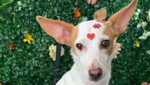 Cadela de pequeno porte está desaparecida desde o São João em Gravatá, no Agreste de Pernambuco.