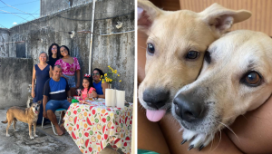 Dia do Vira-Lata: conheça histórias de cães que mudaram a vida de seus tutores.