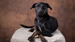 Legado mantido: Abrigo de Seu Alberto realiza primeiro evento de adoção após morte de seu fundador.