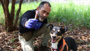 Cachorra 'vira-lata' se torna perita da Polícia Científica de São Paulo.