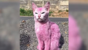 Mulher pinta gata de rosa e responde por maus-tratos em Minas Gerais.