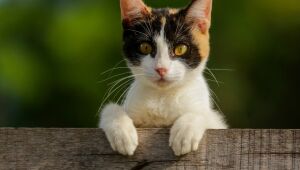 Adota Pet facilita translado de animais adotados através do Uber Pet.