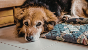 Novembro Azul: câncer de próstata afeta pets, com risco maior em cães.