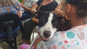 Ampavoz realiza castrações gratuitas de cães e gatos no Recife.