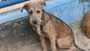 (ENCONTRADO) Cãozinho desaparecido: Teco foi visto pela última vez no Parcão Lagoa do Araçá .