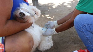 Olinda promove segundo dia da Campanha Nacional de Vacinação Antirrábica Animal neste sábado (8).