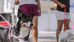 Cabo de Santo Agostinho realiza vacinação antirrábica neste sábado (8).