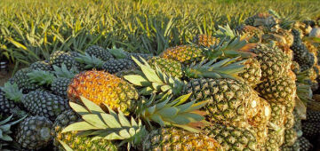 Veja em 8 tópicos o que acontece com seu corpo se você comer abacaxi diariamente