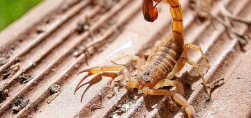 Acidentes com escorpiões crescem no país