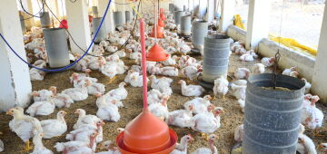 Moçambique abre mercado para material genético avícola do Brasil