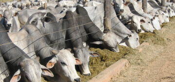 Brasil abre mercado para produto agropecuário na Argentina e no Paraguai