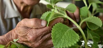 Balas de hortelã aumentam estado de alerta em pessoas com resfriado, sugere novo estudo