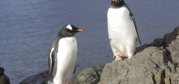 Fazendeiro é condenado na Argentina por matança de centenas de pinguins