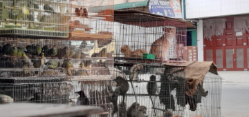 China pretende acabar com sacrifício de aves vivas em mercados