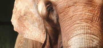 Ibama vai visitar santuário após 2 elefantes morrerem menos de um ano após chegarem no local