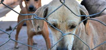 TJPE cria juizado específico para proteção de pets