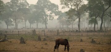 Pantanal: queimadas em junho superam patamar da maior devastação já registrada