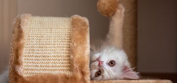 Conheça opções para estimular o entretenimento dos gatos em casa