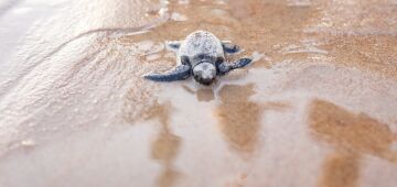Enseada dos Corais assistiu, nesta quarta (21), ao nascimento de 100 tartarugas-cabeçudas