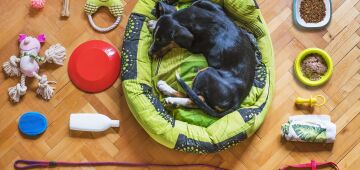 'I Love Pet' leva novidades do segmento a uma feira no Shopping Recife