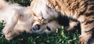 'Arraiá da Castração' promove cirurgias de cães e gatos a preços populares