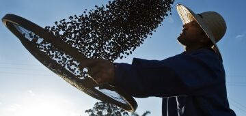 Preços do café em forte alta durante geada no Brasil