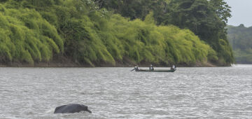 Botos do Amapá têm comportamento inusitado e habitat inesperado, mostra pesquisa