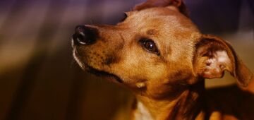 No Dia do Vira-Lata, veja curiosidades sobre esses pets apaixonantes e campeões de popularidade