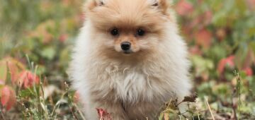 É lulu da pomerânia ou spitz alemão? Vem entender essa história