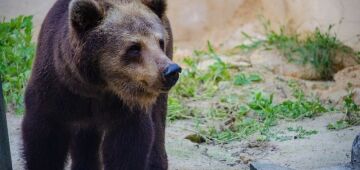 Ursa parda do Parque Dois Irmãos será transferida para santuário ecológico em São Paulo