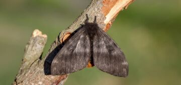 SESAU anuncia medidas de prevenção contra mariposas ligadas aos casos de lesões de pele