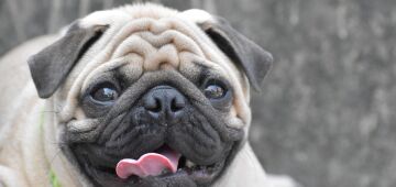 Dobrinhas do pug e outros cães braquicefálicos precisam de higienização constante