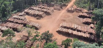 No Amazonas, 62% da exploração madeireira é feita ilegalmente