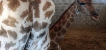 Servidor que acusou perseguição de Ibama após caso das girafas importadas recupera cargo na justiça