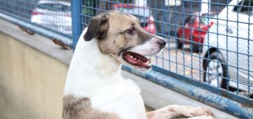 Detentos cuidam de gatos e cães em presídio de São Paulo