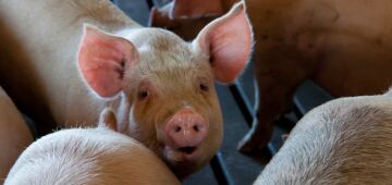 Cinco laboratórios serão investigados por possível fuga do vírus da peste suína na Espanha