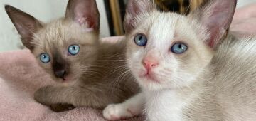 Abrigos de animais alagam com chuvas desta quarta-feira (25) e precisam de ajuda