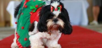 Pet beauty contest combines show and social work at Paulista