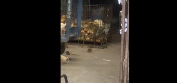 Imagens mostram infestação de ratos em loja da Ceasa o Rio; veja vídeo