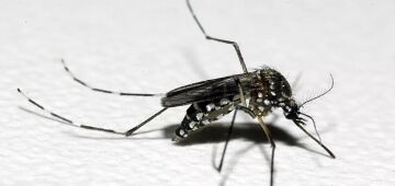 Pernambuco tem 29.818 casos prováveis e 10 mortes por dengue; há 144 notificações de febre Oropouche