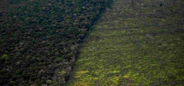 Com aumento de 4.321% na área destinada à agricultura, Amazônia está perto do "ponto de não retorno"