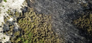 Superfície queimada pelos incêndios florestais na UE superou a de 2021