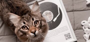 Você já foi escolhido por um gato? Nesse Dia Internacional dos Gatos, vamos explicar o motivo