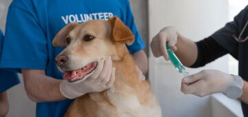 LVC: Leishmaniose visceral canina, saiba sobre a zoonose que atinge tanto cães quanto humanos