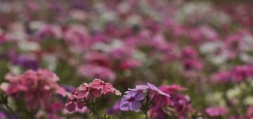 Como fica o tempo durante a primavera? Veja previsão